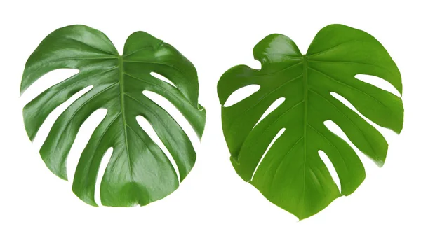 Tropical leaves on white — Stock Photo, Image