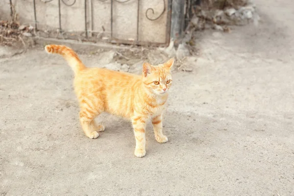 Gato andando na rua — Fotografia de Stock