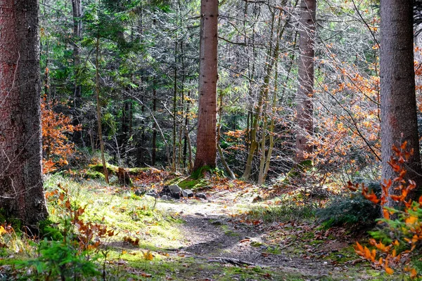 Pista en el bosque salvaje de Cárpatos — Foto de Stock