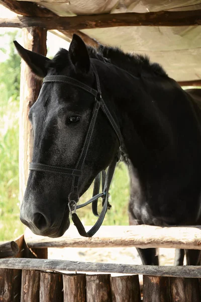 Cavallo nero in stalla — Foto Stock