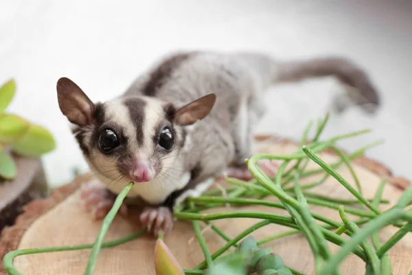 Cute funny sugar glider — Stock Image Cute funny sugar glider Stock Image