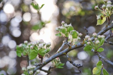 çiçekli ağaç dalı