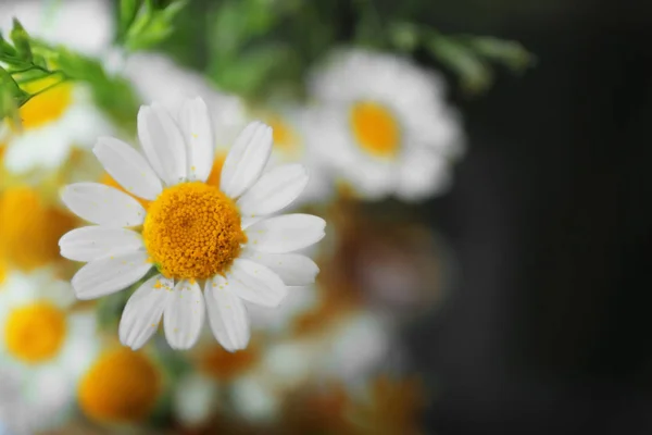 Hermosas flores de manzanilla —  Fotos de Stock