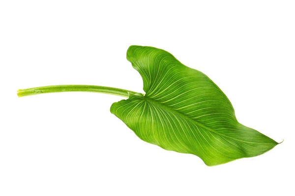 Green leaf on white background — Stock Photo, Image