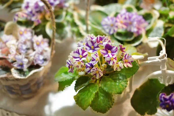 Fiori variopinti in negozio — Foto Stock