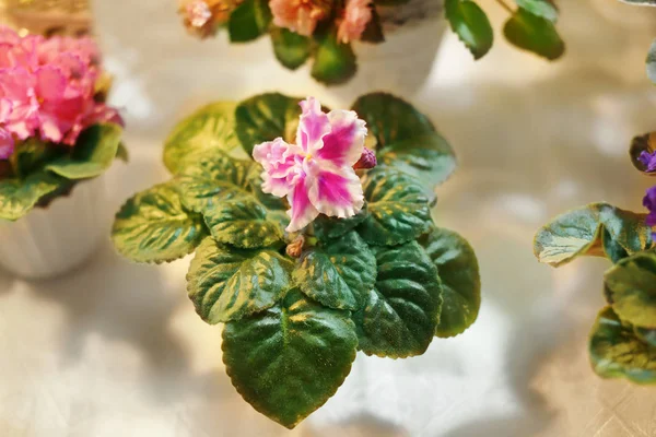 Hermosa flor en la tienda —  Fotos de Stock