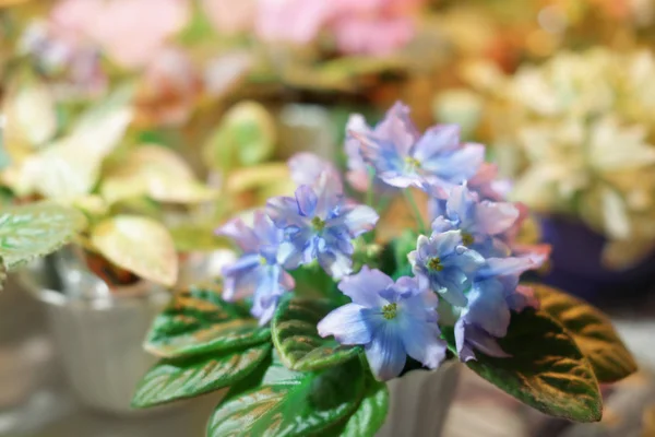 Bunte Blumen im Geschäft — Stockfoto