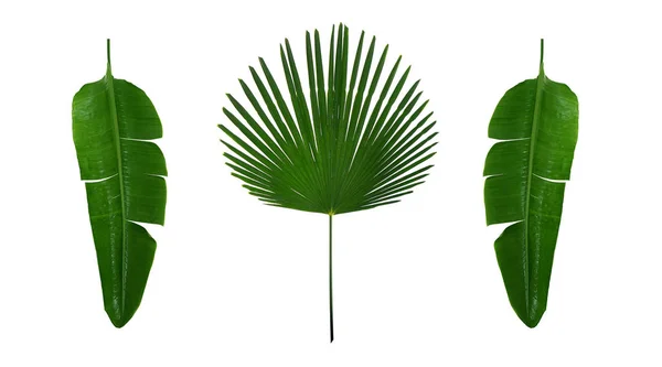 Green tropical leaves — Stock Photo, Image