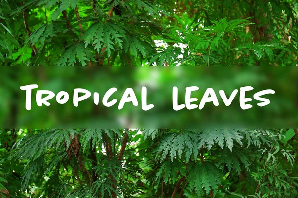 Text TROPICAL LEAVES — Stock Photo, Image