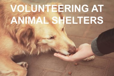 Concept of volunteering at animal shelters clipart