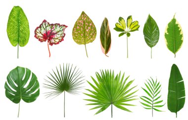 Beyaz tropikal yapraklar  