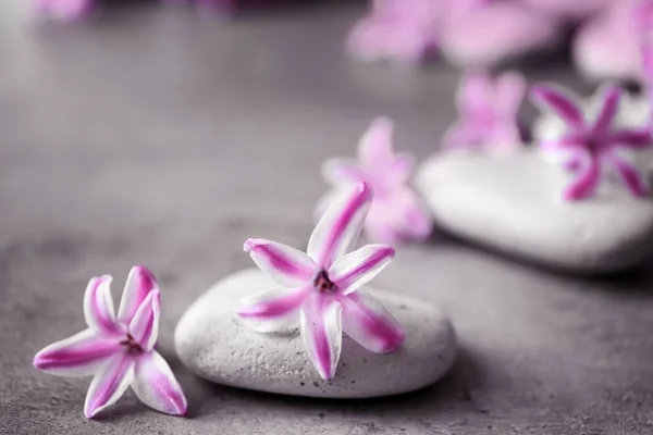 Spa stones and hyacinth — Stock Photo, Image