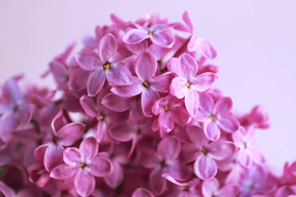 Mooie lila bloemen — Stockfoto