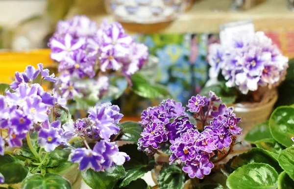 Färgglada blommor i butik — Stockfoto