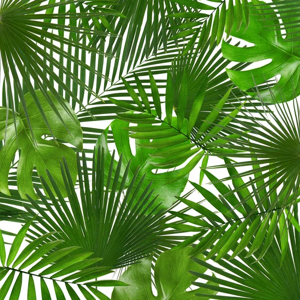 Folhas tropicais verdes — Fotografia de Stock