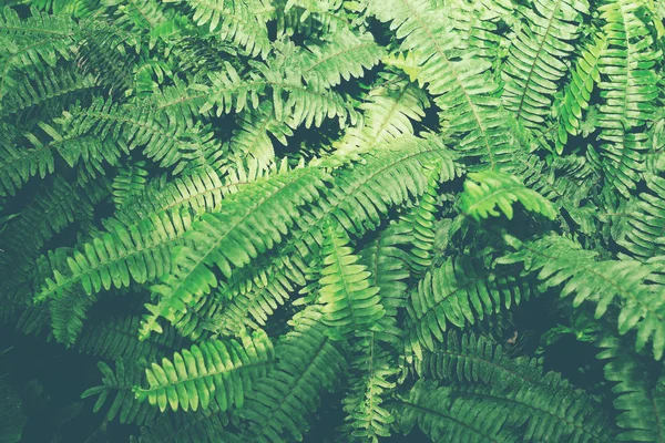 Folhas tropicais verdes — Fotografia de Stock