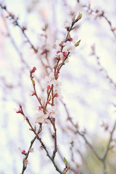 Zweige mit blühenden Blumen — Stockfoto