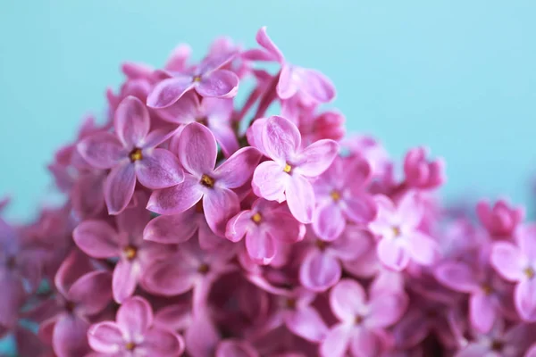 Mooie lila bloemen — Stockfoto