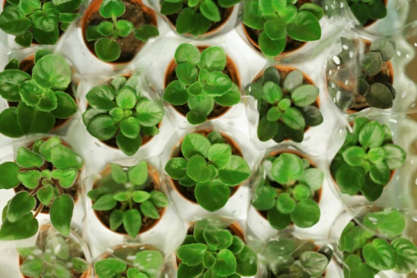 Gröna växter på vitt bord — Stockfoto