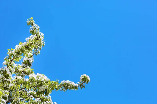 Rami di bellissimo albero da frutto in fiore — Foto Stock