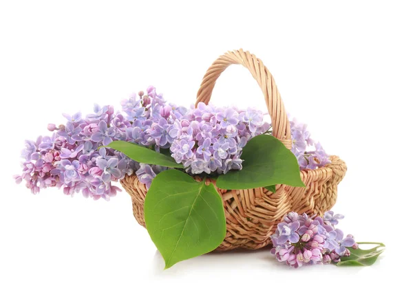 Beautiful lilac flowers — Stock Photo, Image