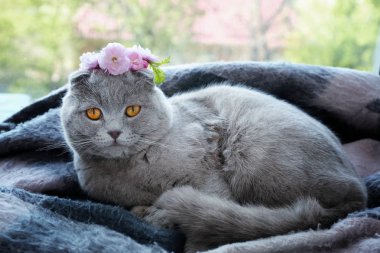 Çelenk ile şirin kedi