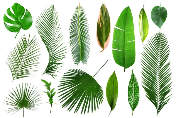Тропические листья на белых — стоковое фото