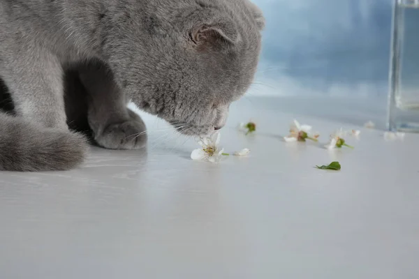 Cute cat smelling blossoming flower — Stock Photo, Image
