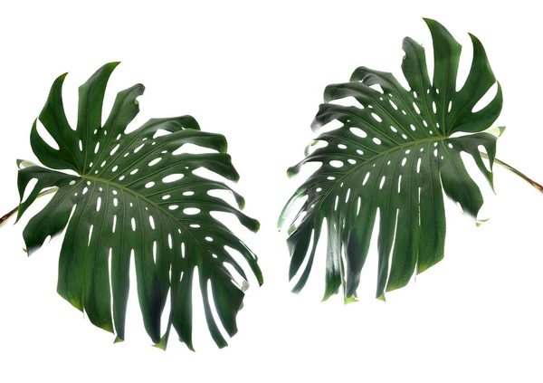 Tropical leaves on white — Stock Photo, Image