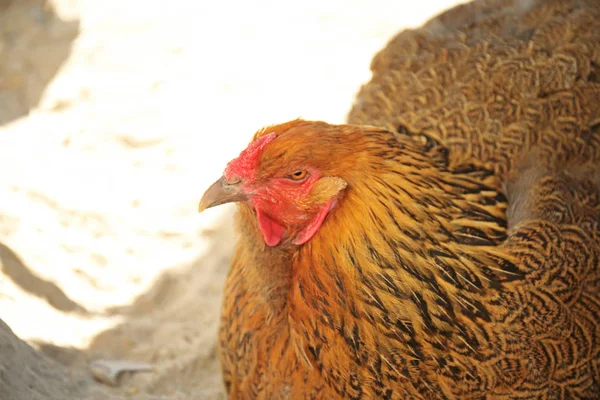 Divertida gallina en jardín zoológico, primer plano —  Fotos de Stock