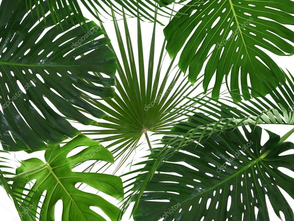 Tropical leaves on white  