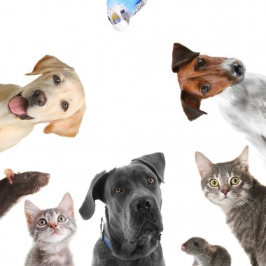 Beyaz üzerine komik hayvanlar  