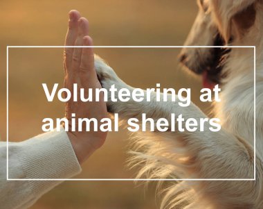 Hayvan sığınak gönüllü kavramı