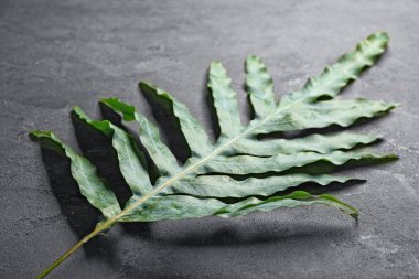 yeşil tropikal yaprak  