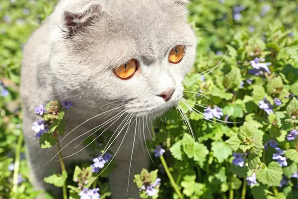 Cute cat with blossoming flowers — Stock Photo, Image