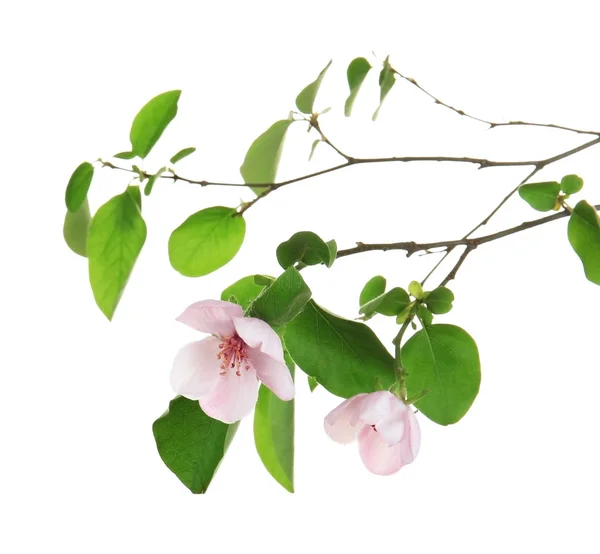 Branch of blooming tree flowers on white background — Stock Photo, Image