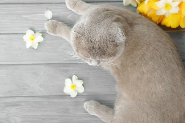 Aranyos macska, virágok — Stock Fotó