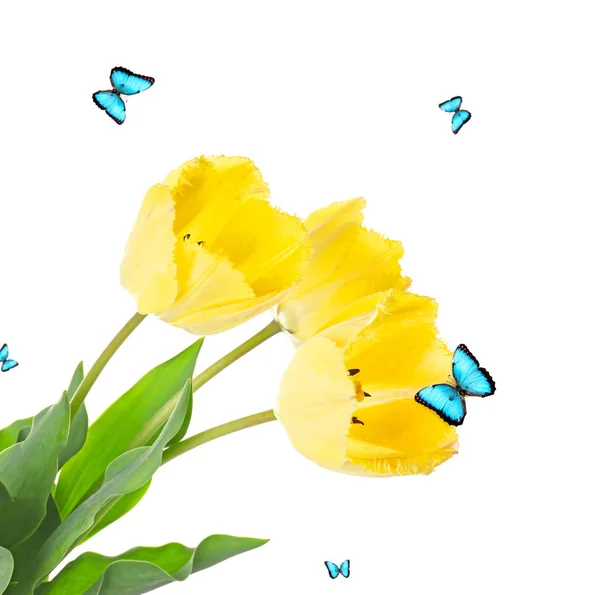 Beautiful flowers and flying butterflies — Stock Photo, Image