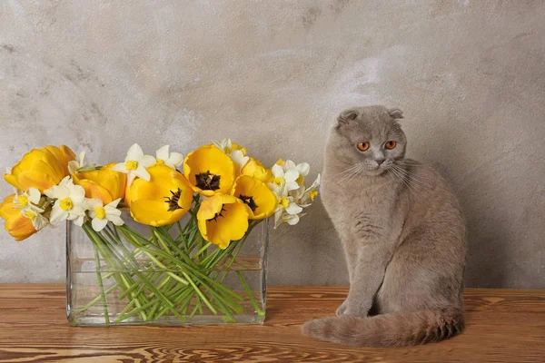 Cute cat with flowers — Stock Photo, Image