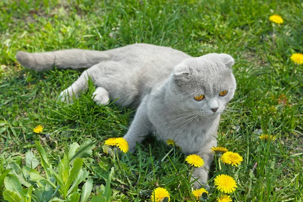 Roztomilý kočka s kvetoucí květiny — Stock fotografie