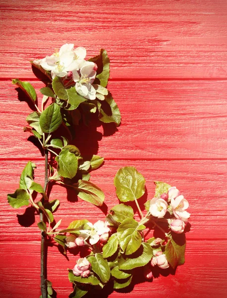 Ramas de árboles con flores florecientes — Foto de Stock