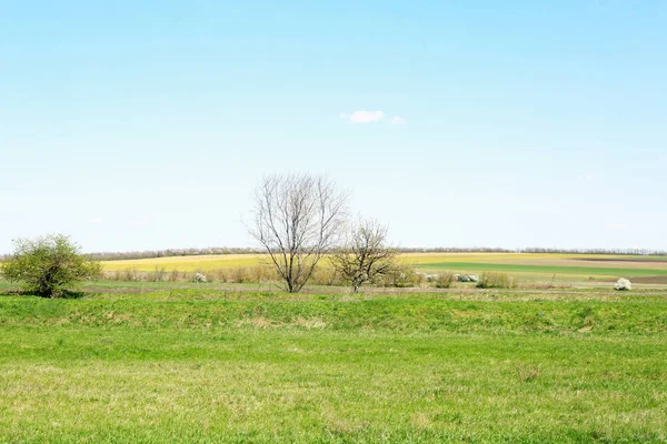 Landscape of green field and blue sky — Stock Photo, Image