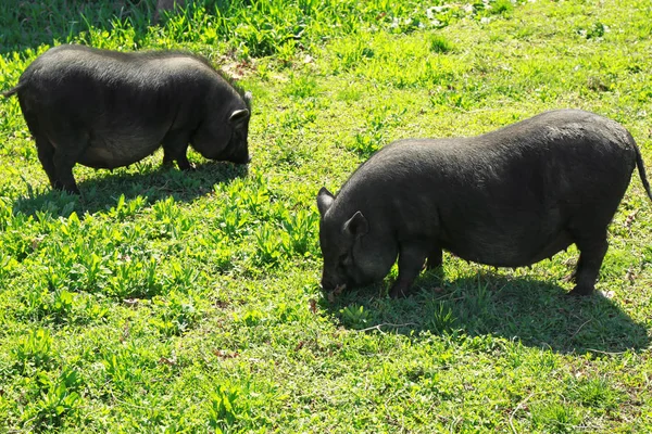 Милые свиньи на ферме. — стоковое фото