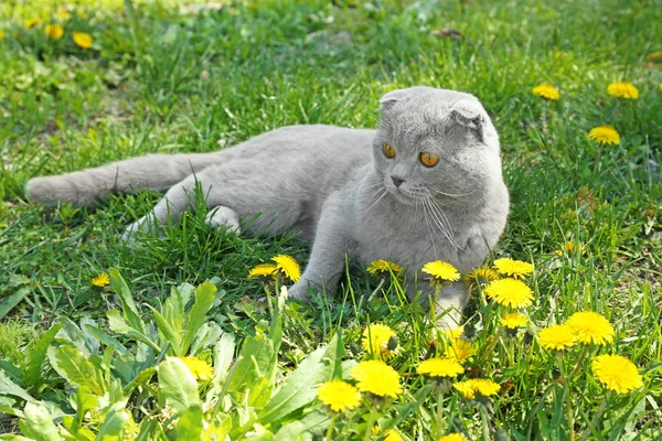 Schattige kat met bloeiende bloemen — Stockfoto