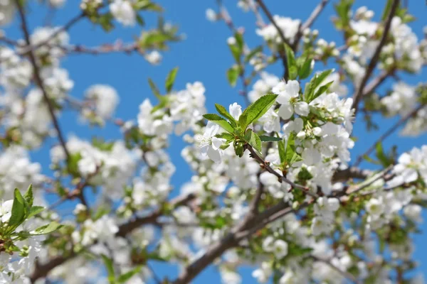 Tree with blooming flowers — Stock Photo, Image