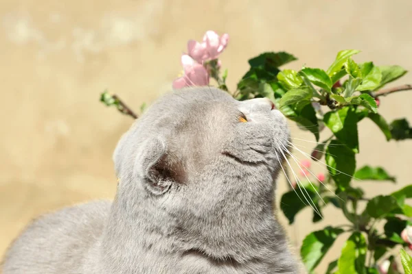 Söt katt med blommande blommor — Stockfoto