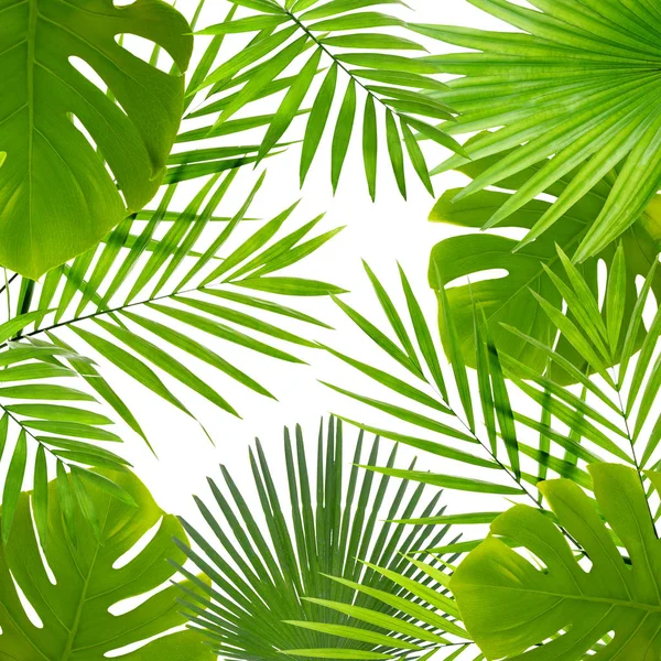 Tropical leaves on white — Stock Photo, Image