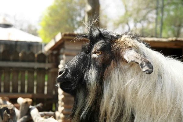 Cute funny goat — Stock Photo, Image