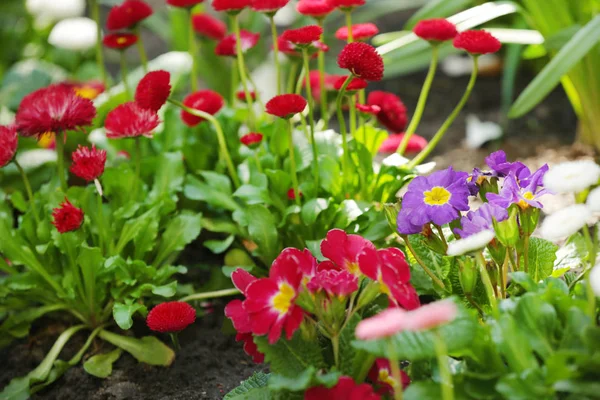 Hermosas flores en flor —  Fotos de Stock