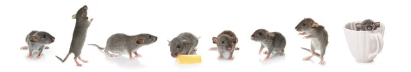 Cute rats collection — Stock Photo, Image